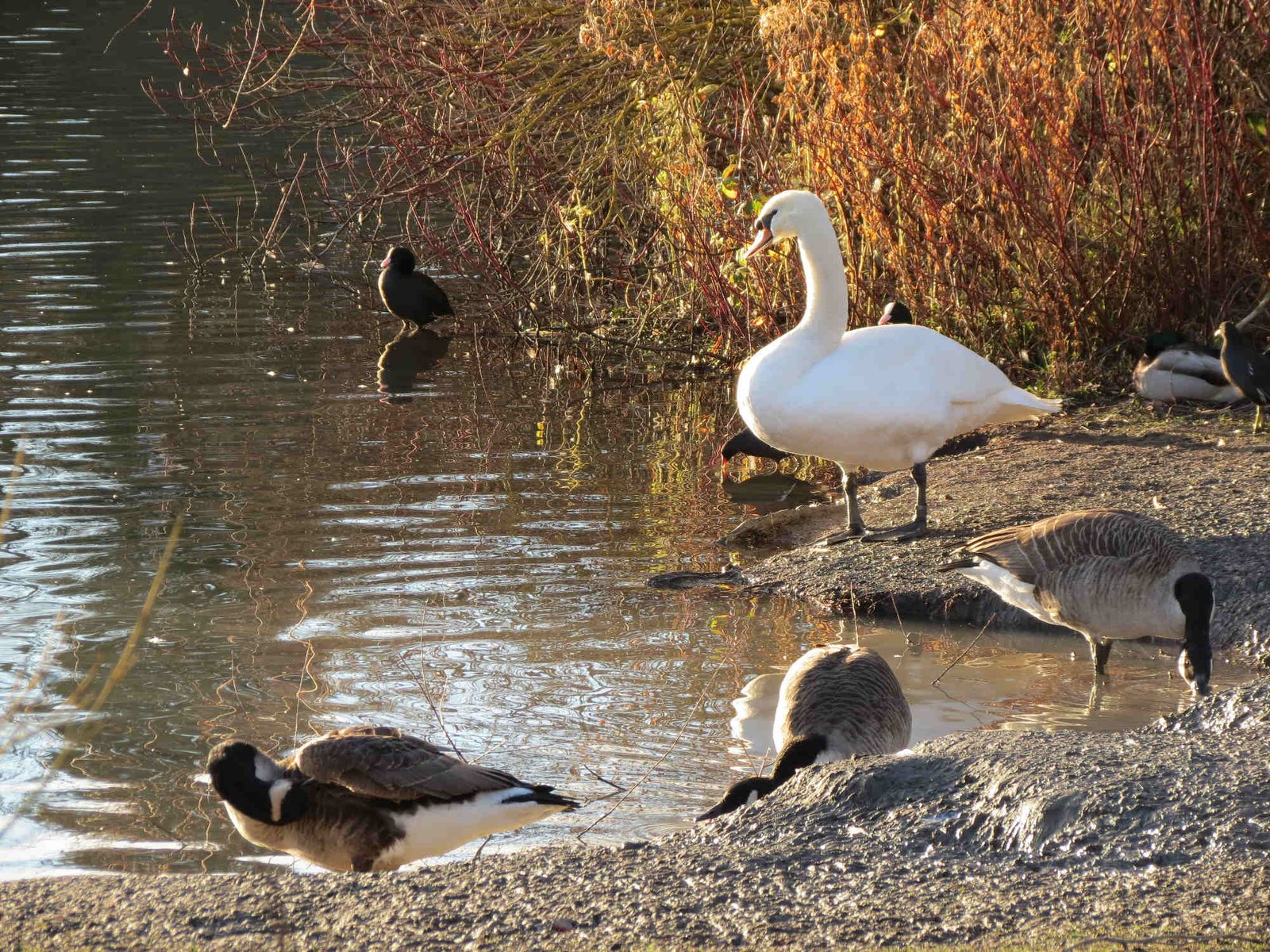 Lakeside Brierley Hill West Midlands Source Image